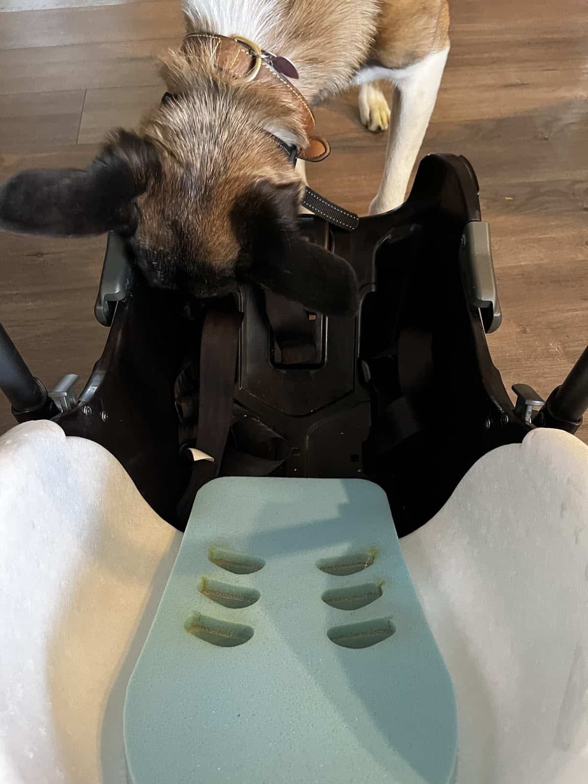 Dog cleaning the nuna pipa car seat